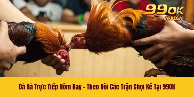 Đá Gà Trực Tiếp Hôm Nay - Theo Dõi Các Trận Chọi Kê Tại 99OK 1 Đá Gà Trực Tiếp Hôm Nay - Theo Dõi Các Trận Chọi Kê Tại 99OK