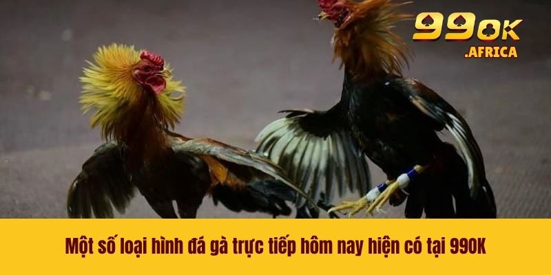 Đá Gà Trực Tiếp Hôm Nay - Theo Dõi Các Trận Chọi Kê Tại 99OK 4 Một số loại hình đá gà trực tiếp hôm nay hiện có tại 99OK