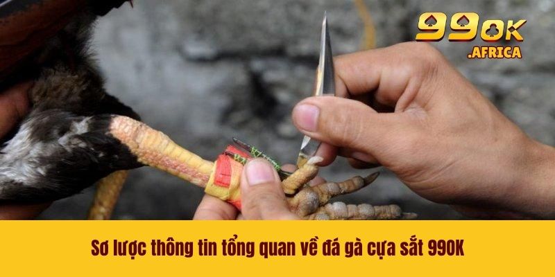 Đá Gà Cựa Sắt - Trải Nghiệm Từng Trận Đấu Máu Lửa Tại 99OK 2 Sơ lược thông tin tổng quan về đá gà cựa sắt 99OK