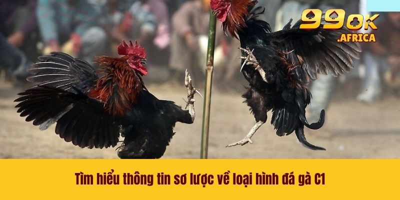 Đá Gà C1 - Đấu Trường Chọi Kê Đỉnh Cao Khó Để Rời Mắt 2 Tìm hiểu thông tin sơ lược về loại hình đá gà C1
