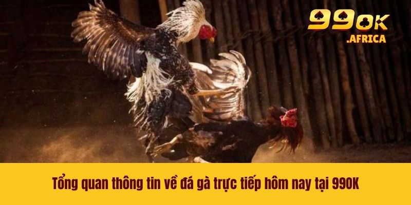 Đá Gà Trực Tiếp Hôm Nay - Theo Dõi Các Trận Chọi Kê Tại 99OK 2 Tổng quan thông tin về đá gà trực tiếp hôm nay tại 99OK