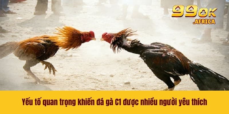 Đá Gà C1 - Đấu Trường Chọi Kê Đỉnh Cao Khó Để Rời Mắt 4 Yếu tố quan trọng khiến đá gà C1 được nhiều người yêu thích